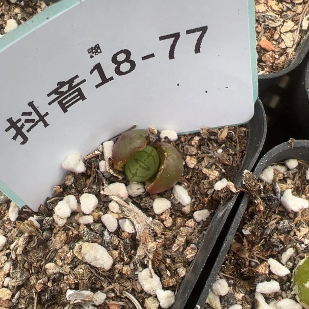 18-77肉锥多肉植物，