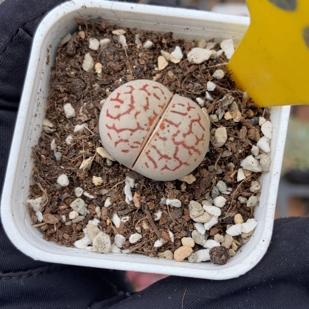886生石花多肉植物