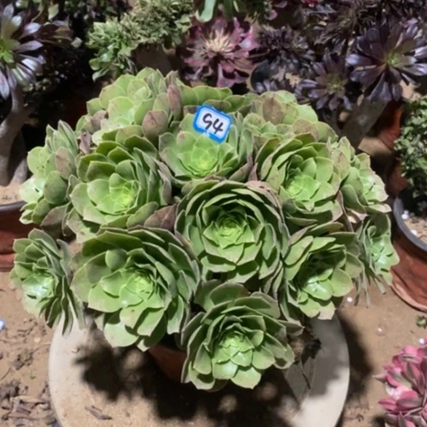 柠檬万圣节一物一拍