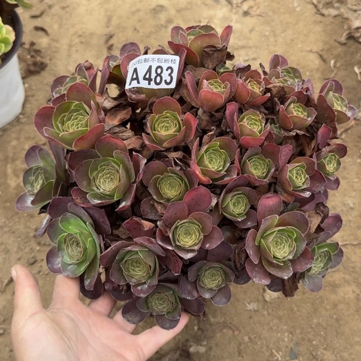 魅金……多肉植物……