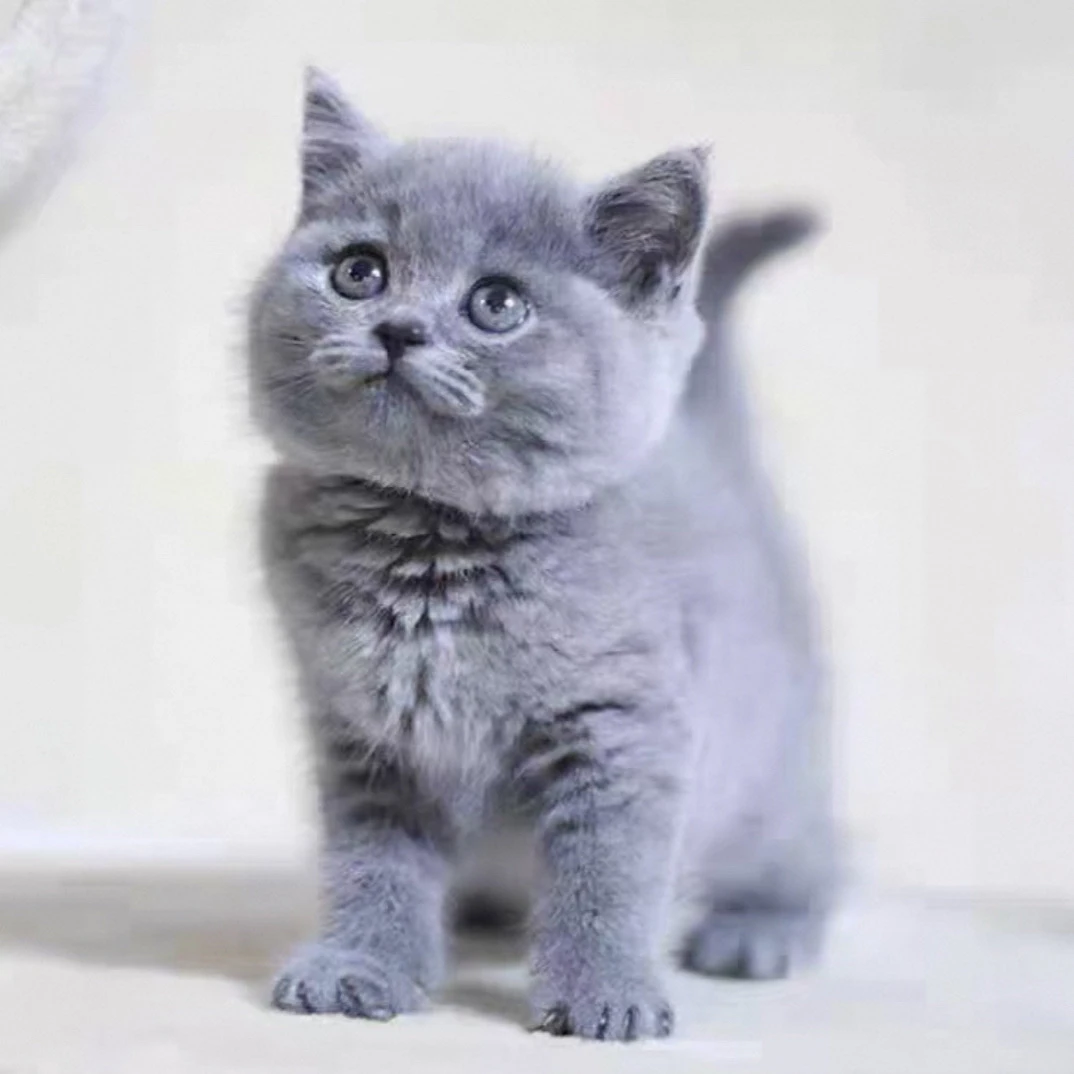 田园猫活体宠物猫活体猫咪混血猫橘猫狸猫黑白猫奶牛猫三花猫幼猫