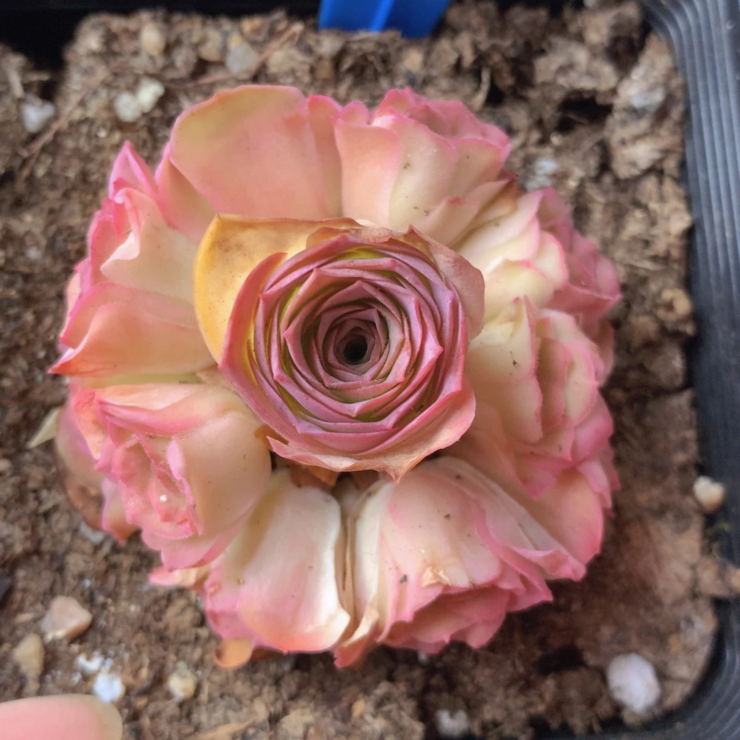 一物一拍四月天138