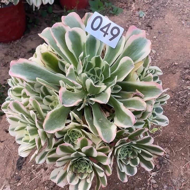 多肉植物法师49绿豆沙