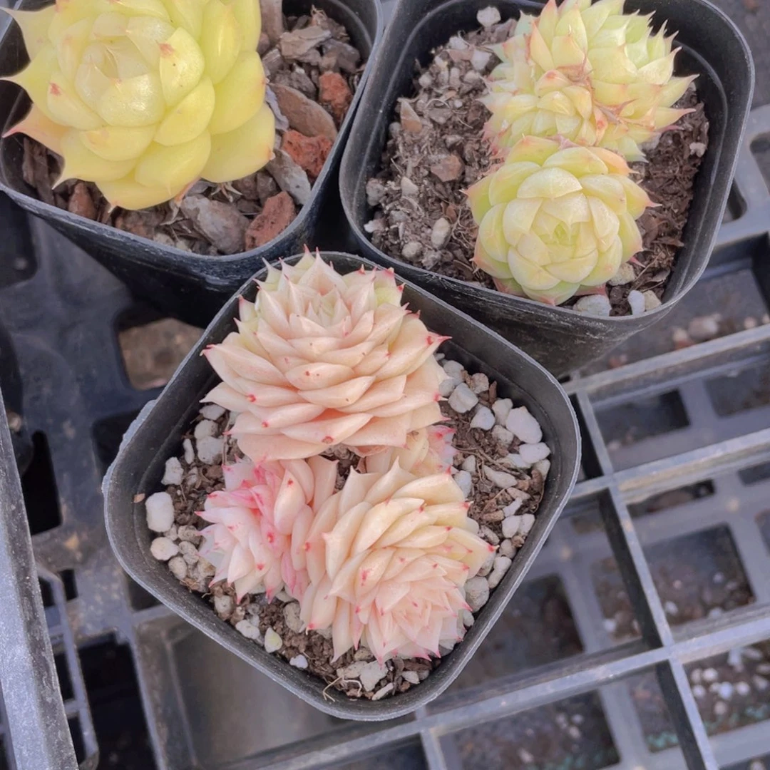 584号 睫毛精品麦秆3个