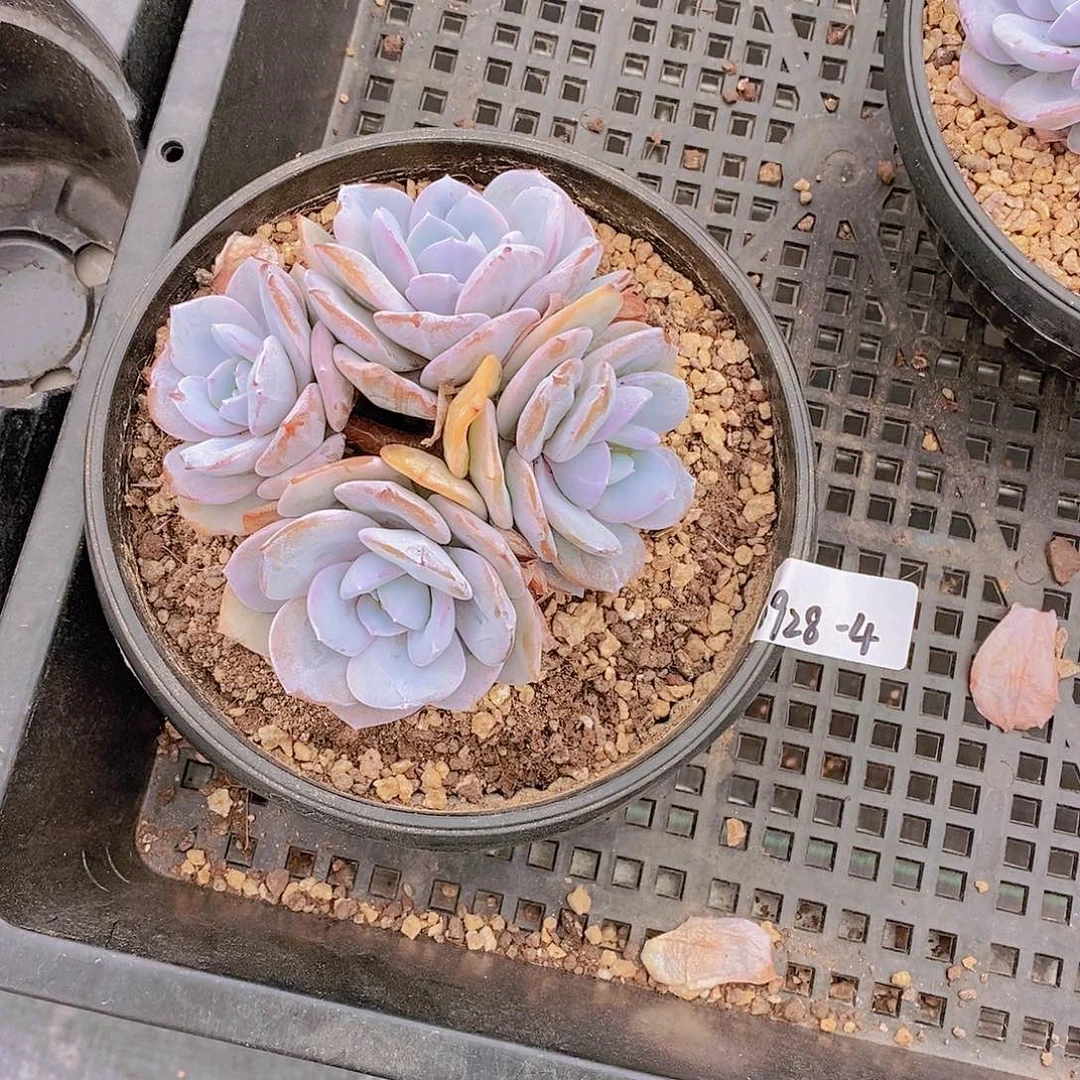 泡***️0928-4-专拍精控奶茶大群福利一颗
