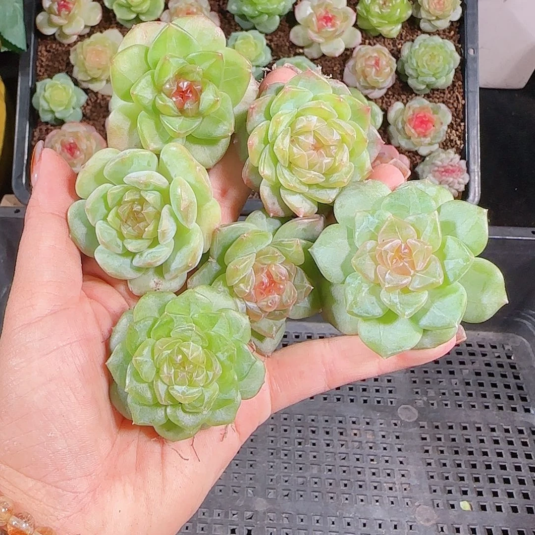 1012--237一物一拍