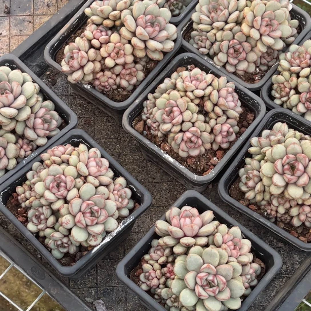 葡萄多肉一单包邮