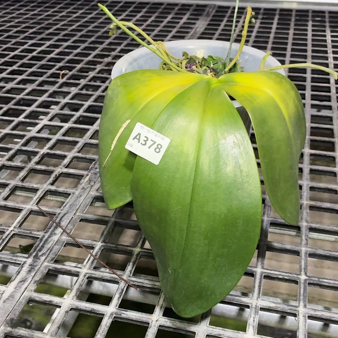 当前无花栽培后可以开花A378象交阿祖尔龙八寸