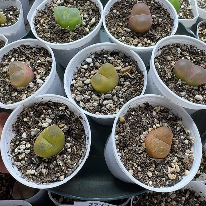 老马生石花彩毛2806