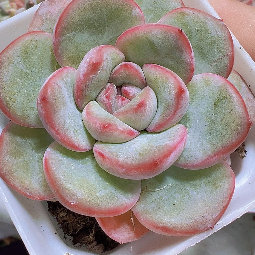 奶油泡芙19包邮多肉植物