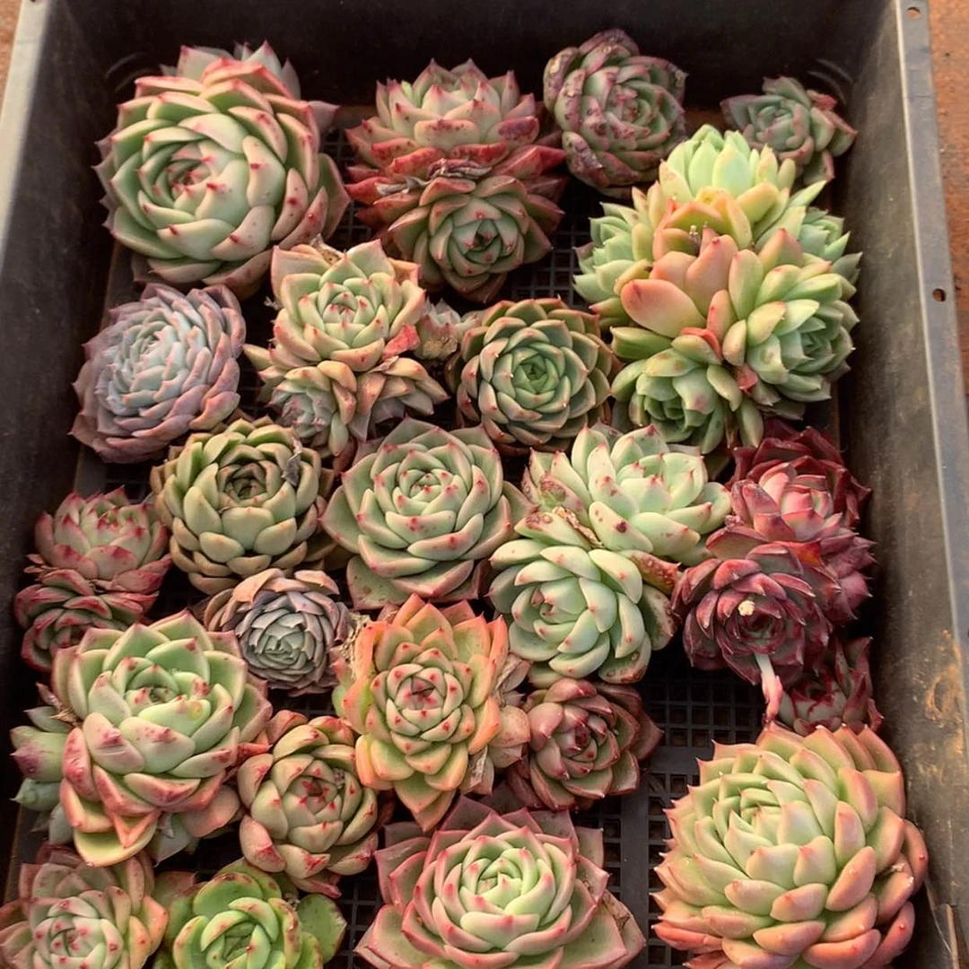 【闪购商品】云146号