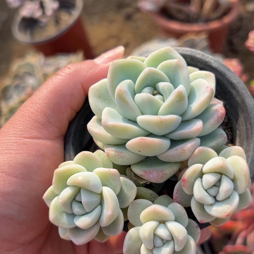 多肉植物多肉植物