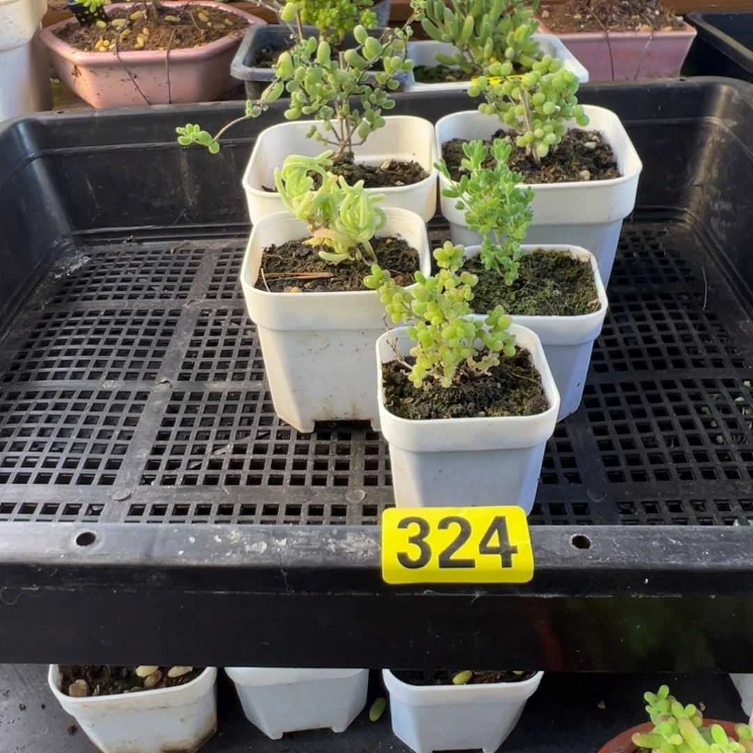 枝干番杏多肉植物324
