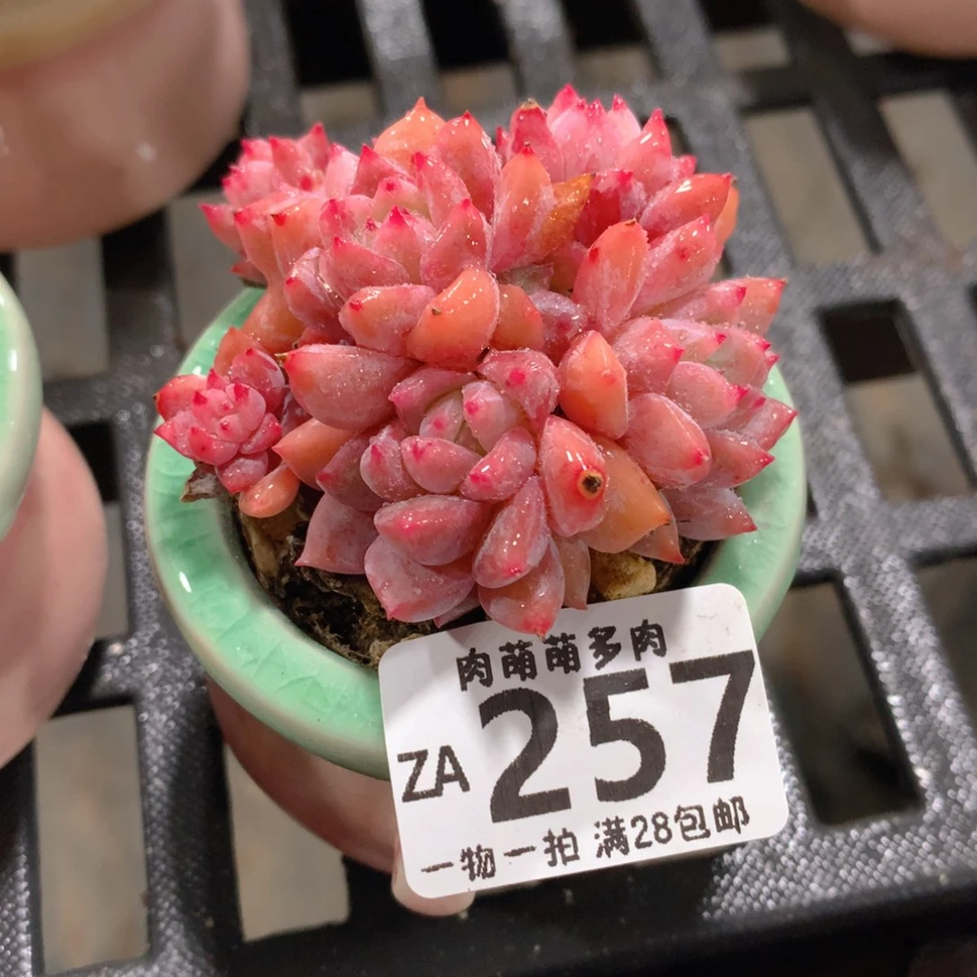 肉萌萌拇指盆精控多肉ZA257