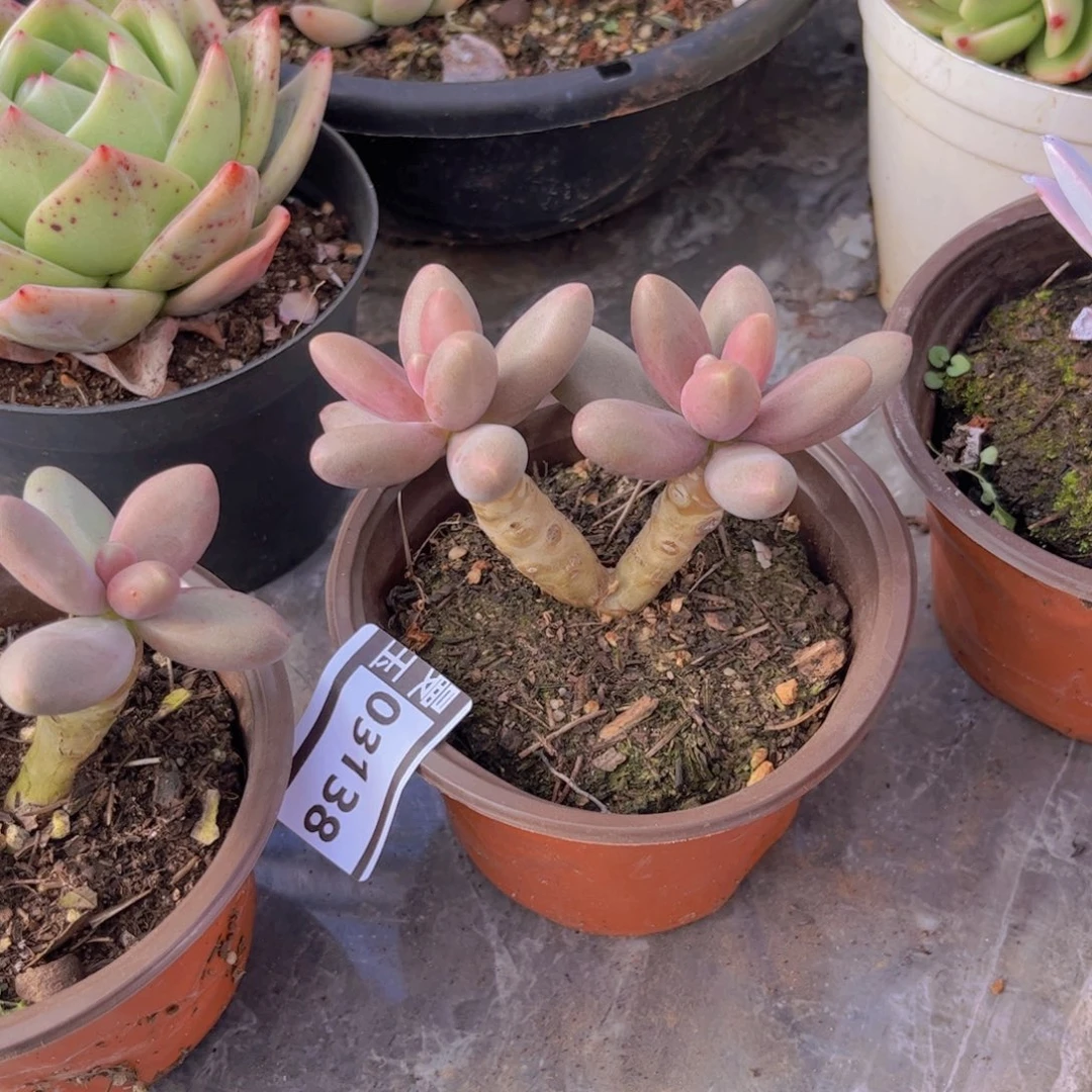 糖果美人多肉植物03138