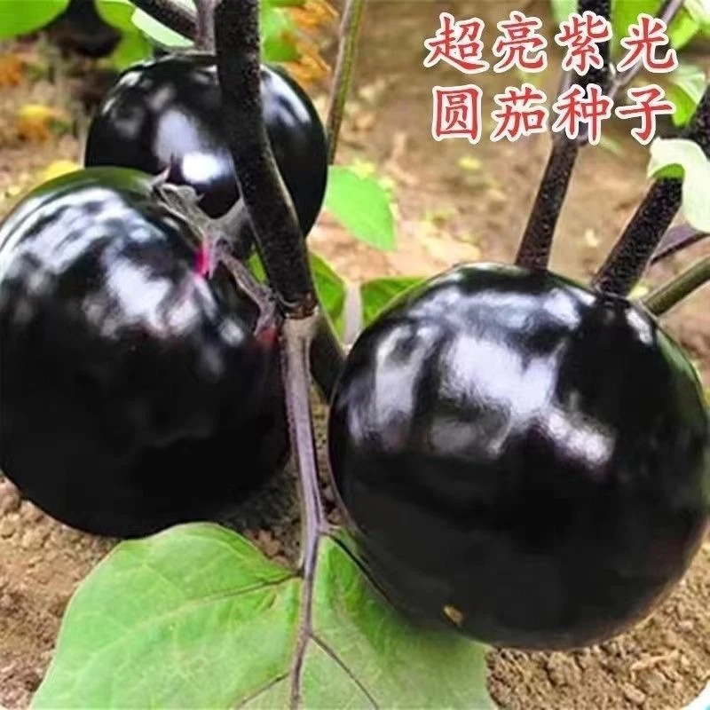 【黑紫圆茄种子】黑圆王茄子表皮黑亮肉厚大果坐果率强蔬菜种子