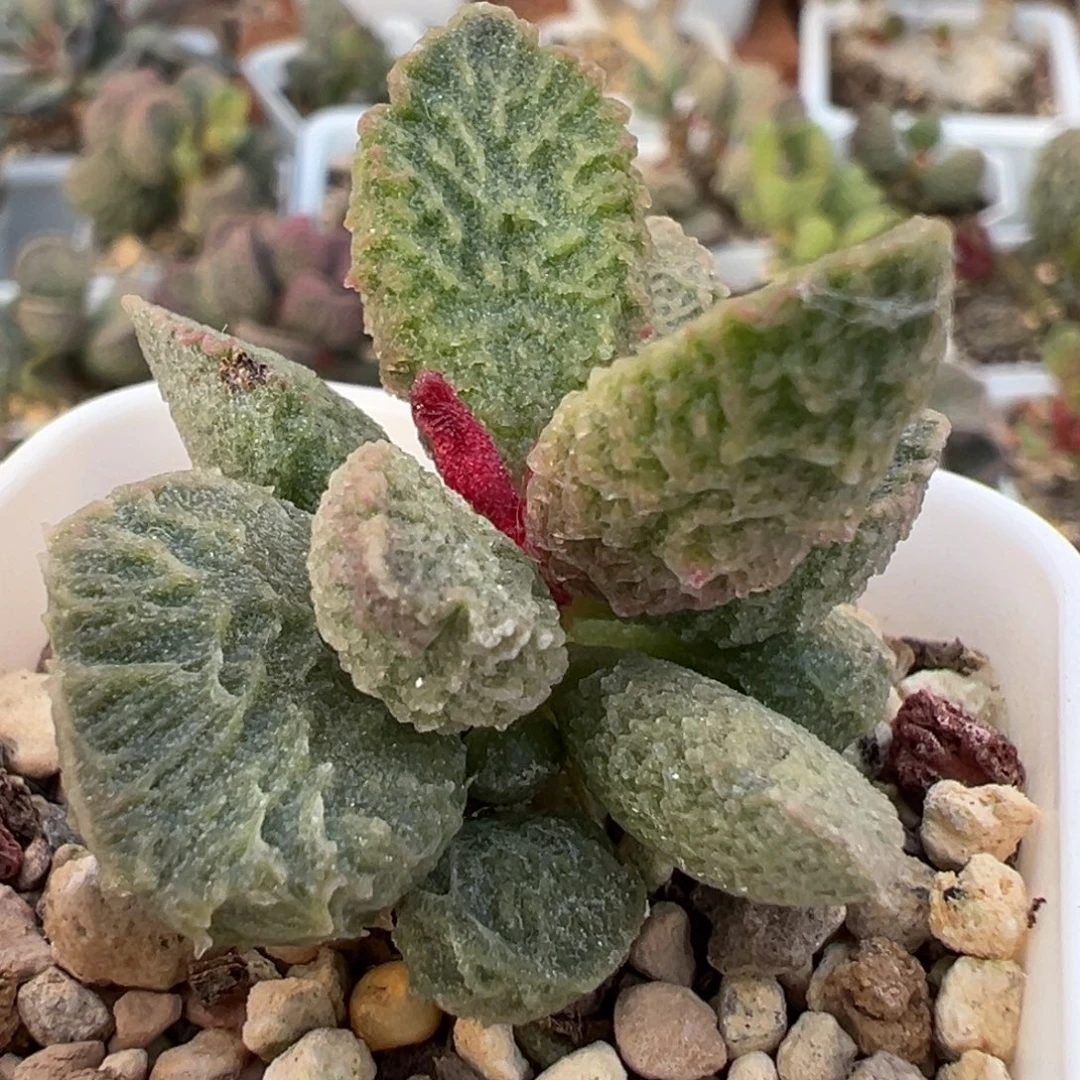 大鱼海棠带倒刺多肉植物