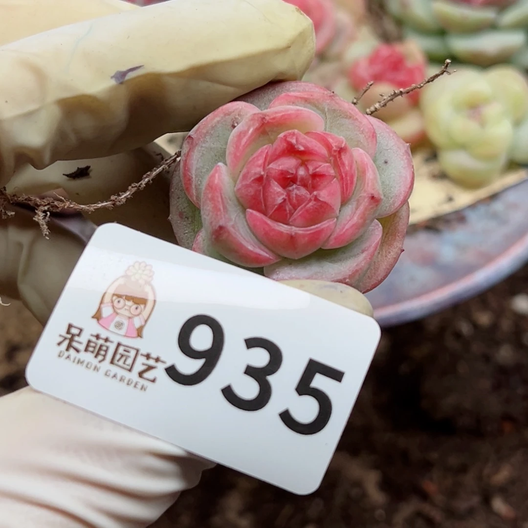 叶*多肉植物多肉植物