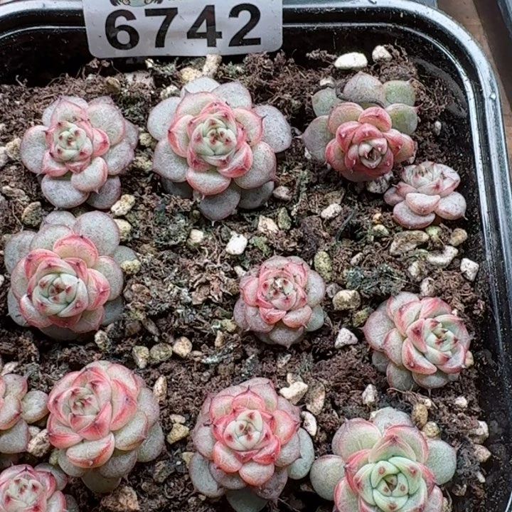 多肉植物多肉植物