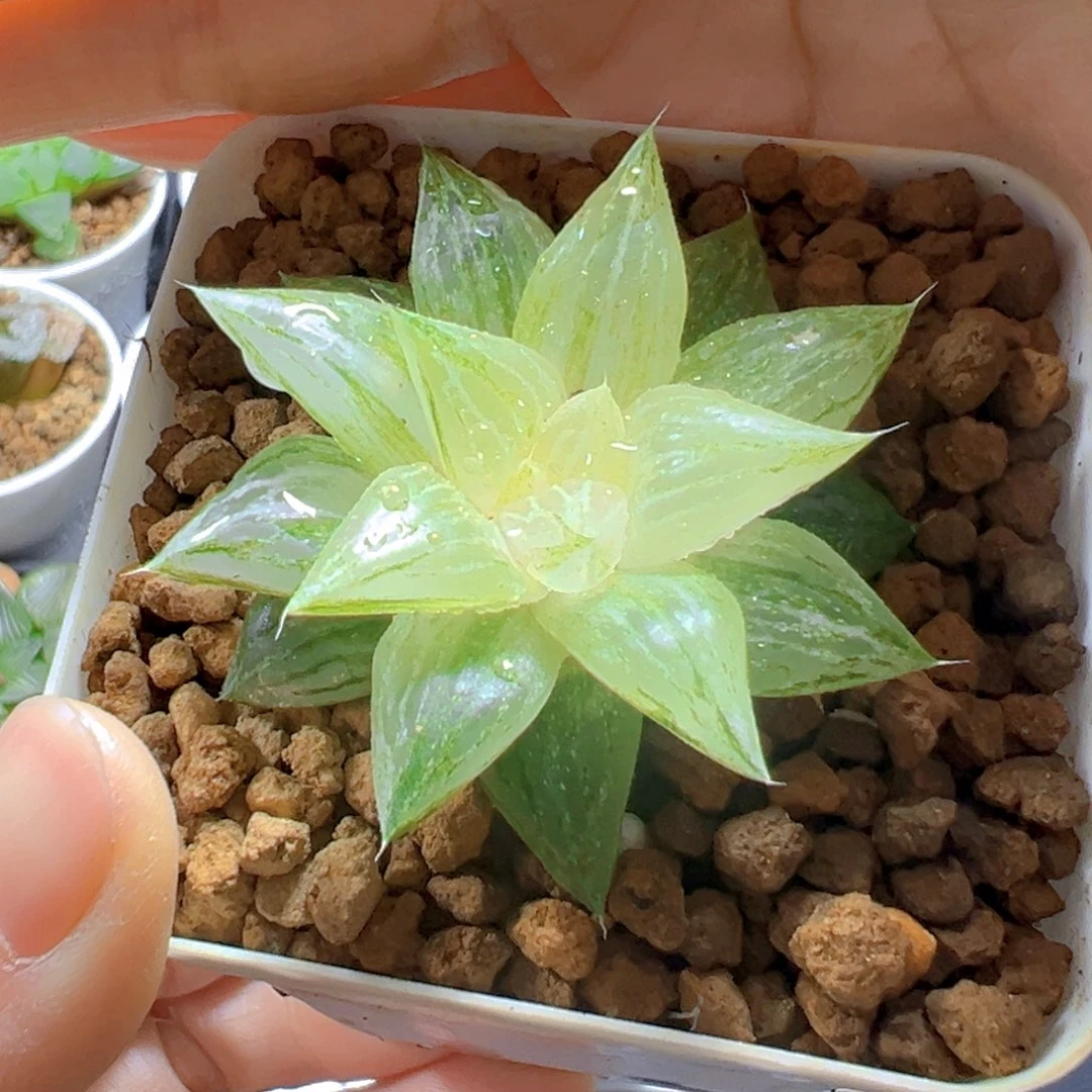 元祖白砂糖锦多肉多肉