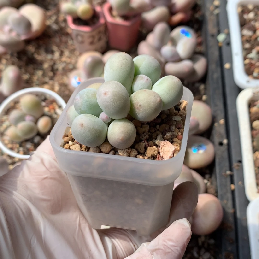 崔*花米可奶酪带盆发货？