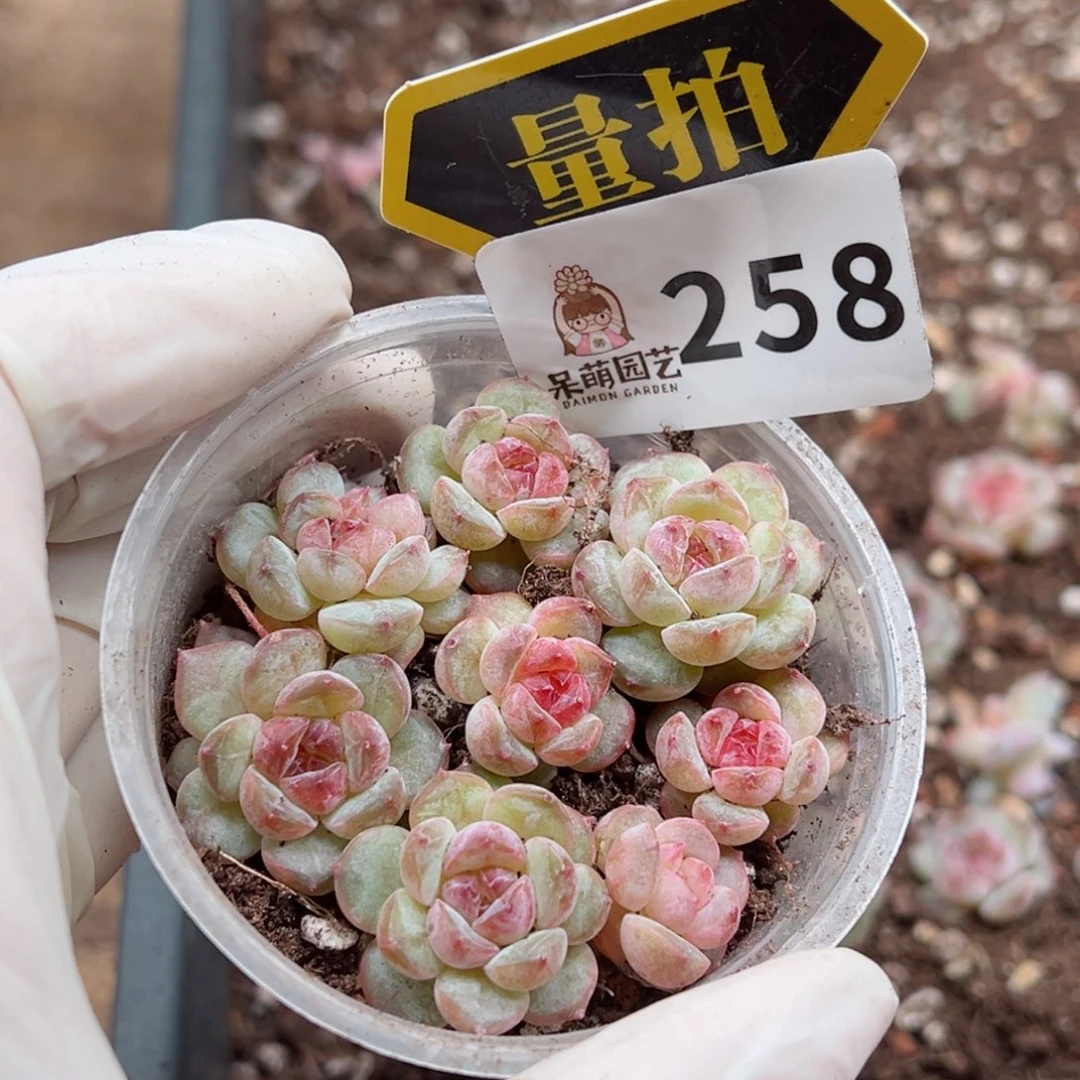 多肉植物多肉植物
