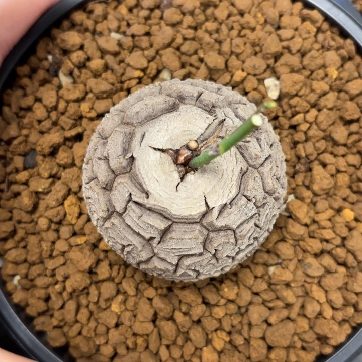 059号龟甲龙带盆包邮