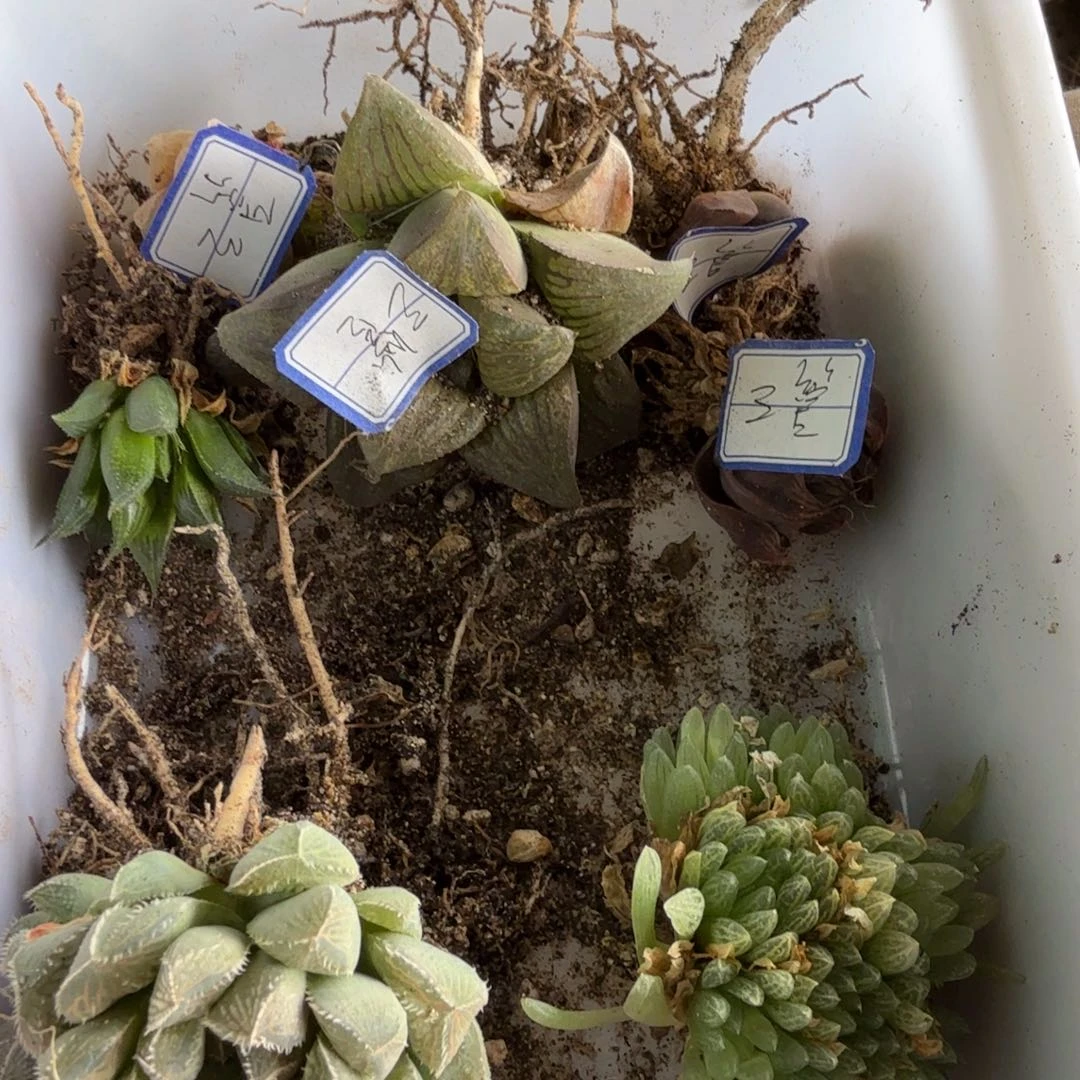 若多肉植物多肉植物