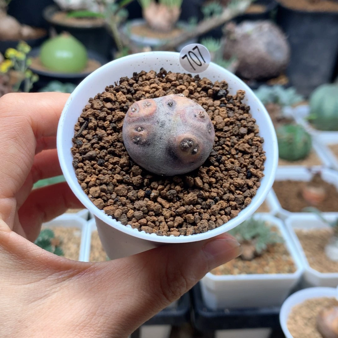 产地格加厚敦菊带盆707