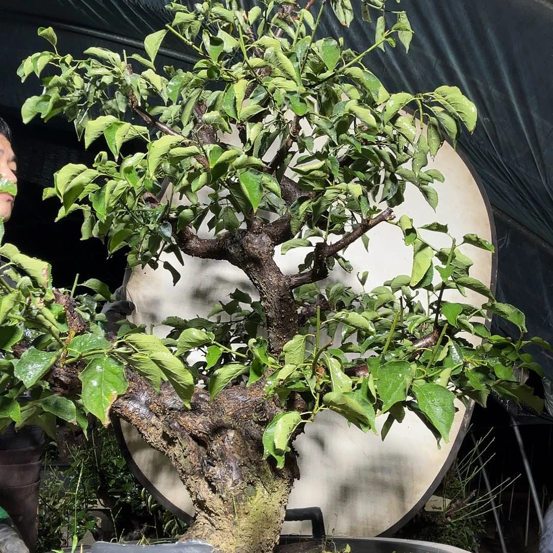 无花朵大红梅1棵老桩