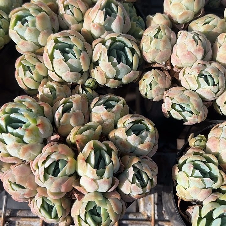香水贝瑞多肉植物0