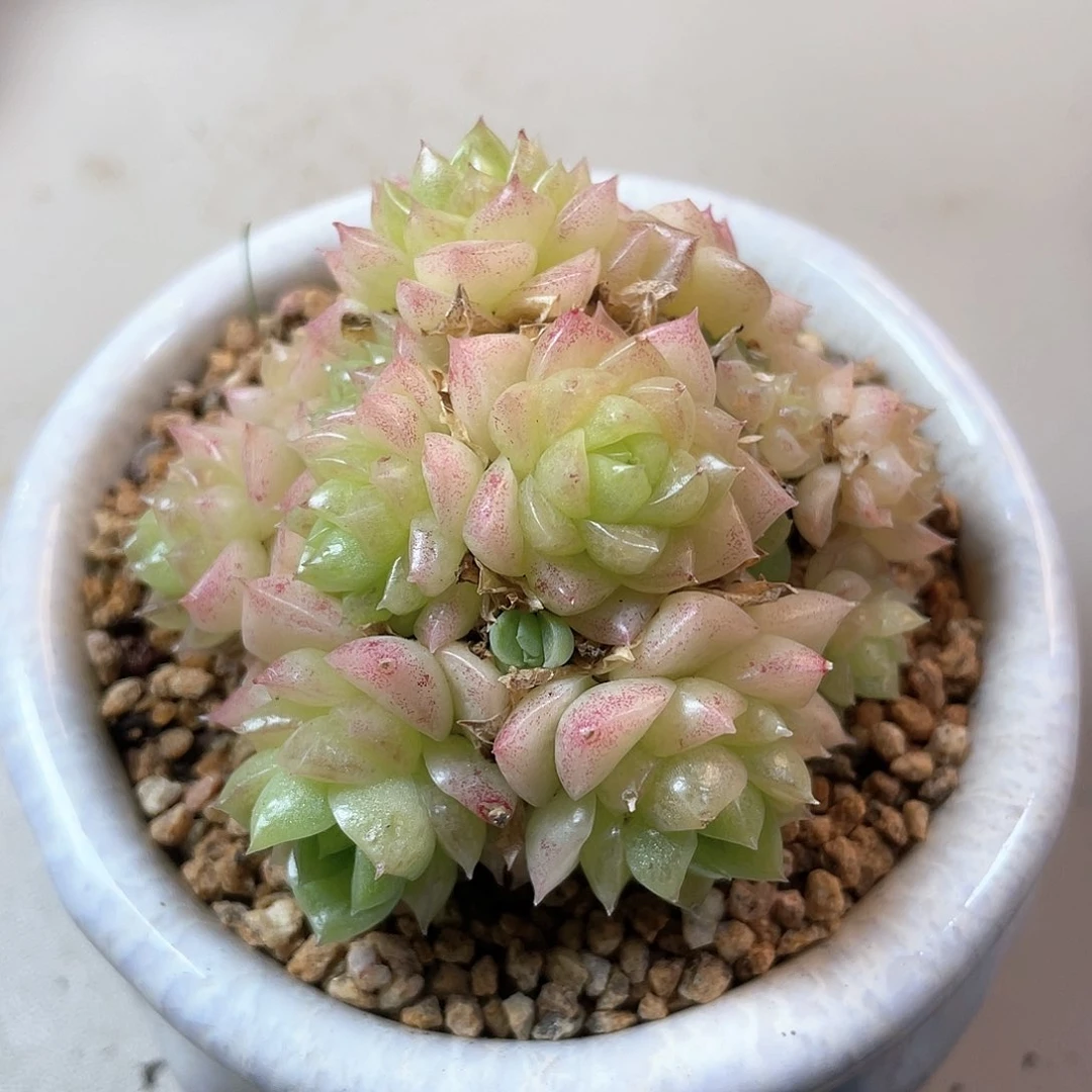 优选麦秆福利8948