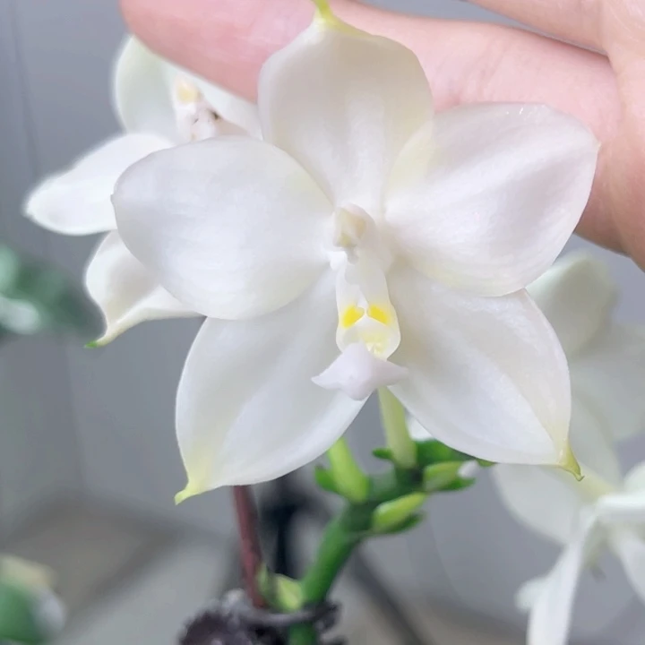 完全开放弥陀237-113