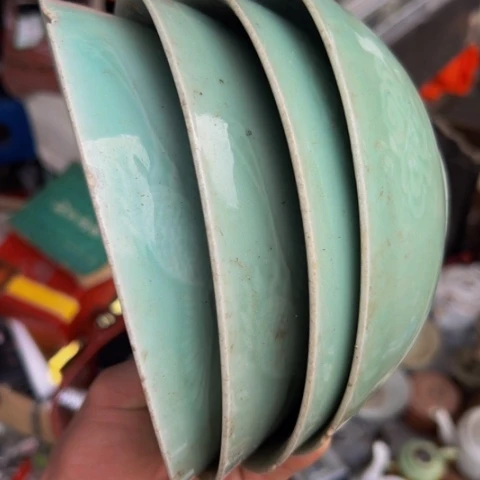 杂色豆（科檀/科特迪瓦檀木）养****维