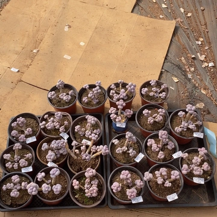 芭比奶洛20棵多肉植物