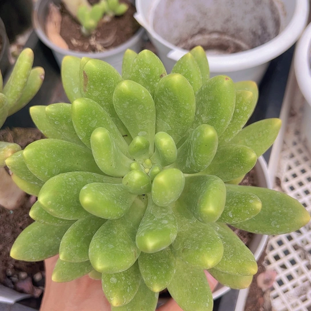 金蟾大单头老桩多肉精品