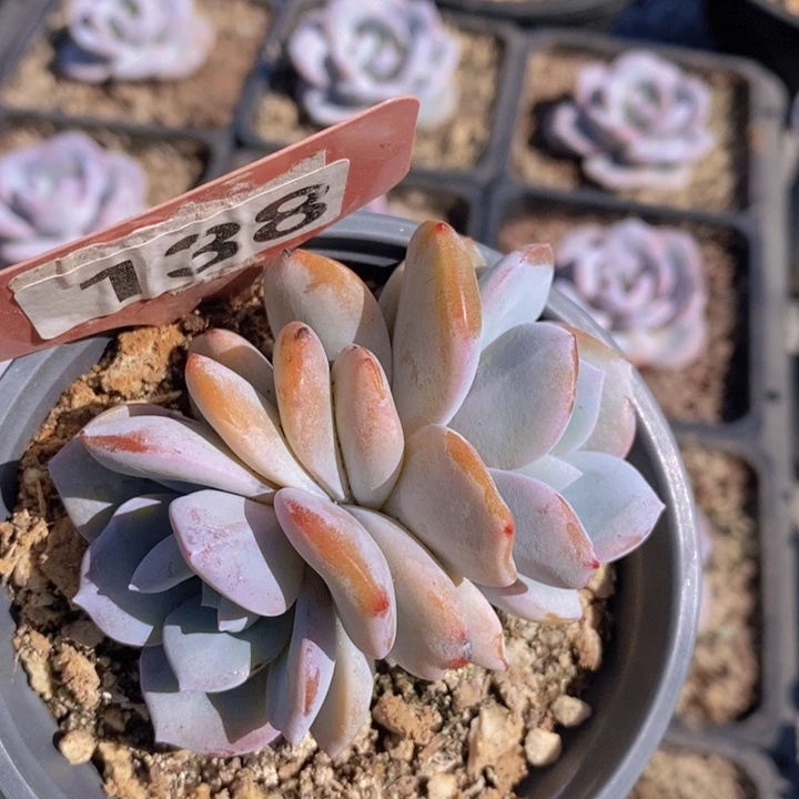 138号韩版奶茶双头一颗