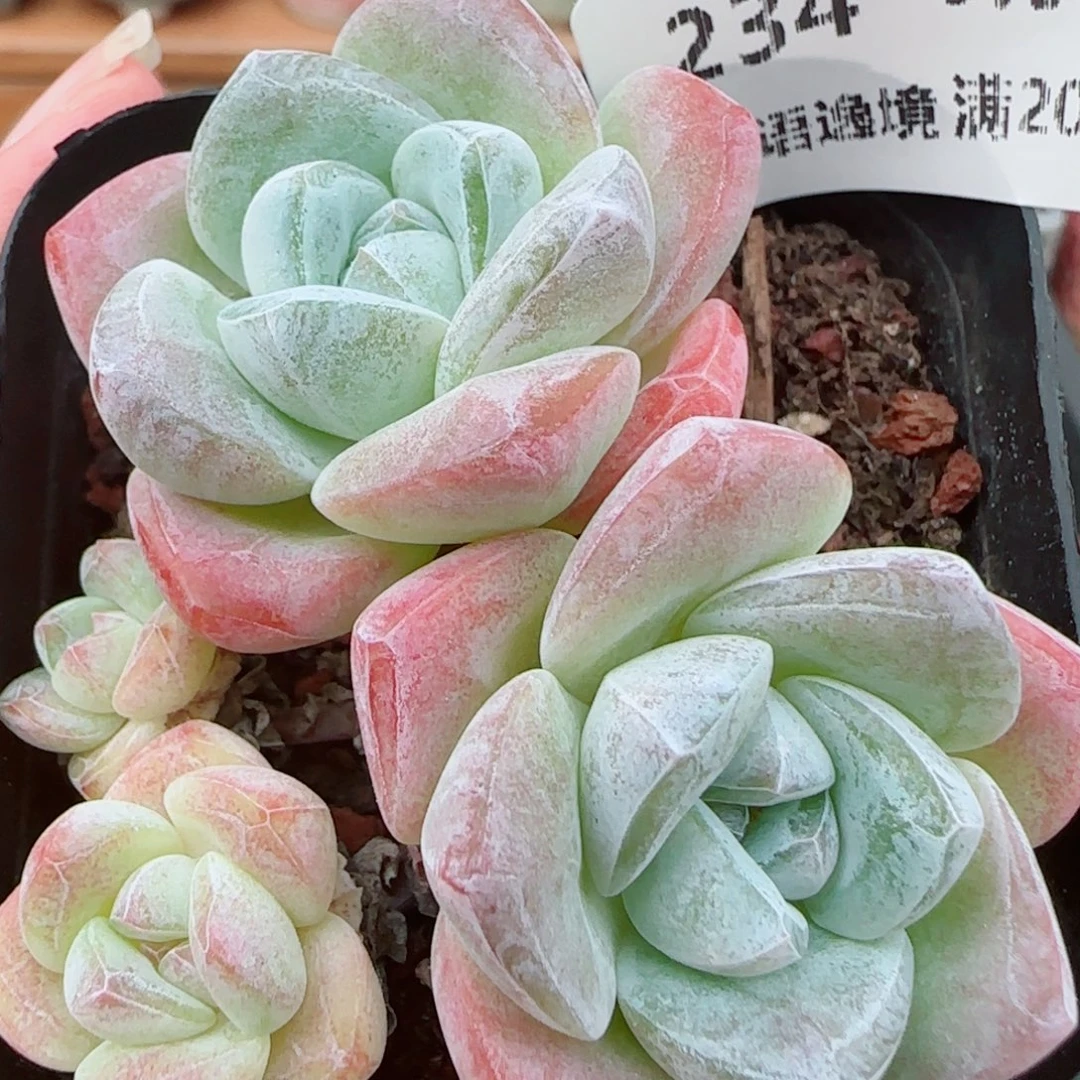 花语逸镜0925-234