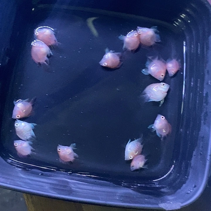 鹦鹉鱼练手胭脂粉白金15条送5条