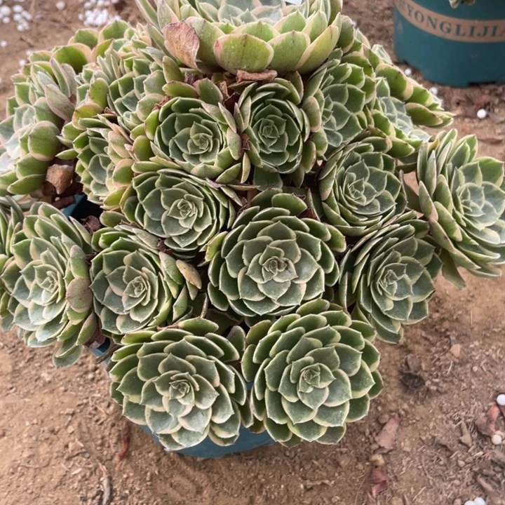 无花朵962多肉植物粉花妖