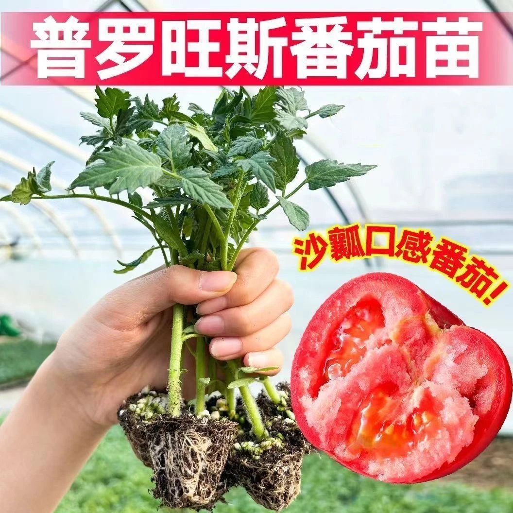 普罗旺斯西红柿苗，新疆焉耆西红柿苗老品种阳台盆栽童年味道
