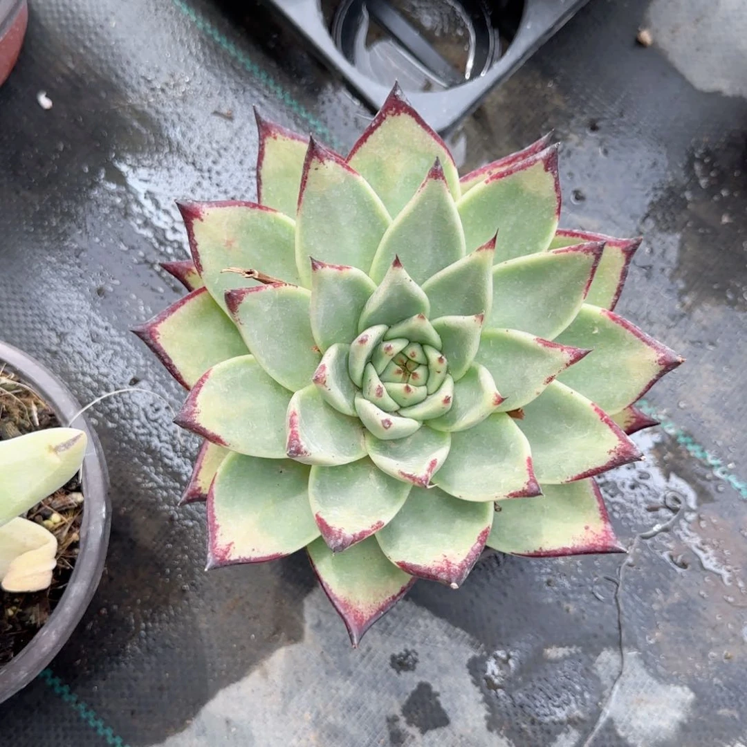 无花朵超大单头乌木特价多肉