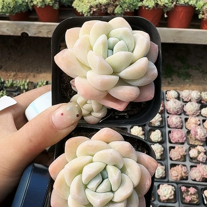 鑫***姨多肉植物满20包邮