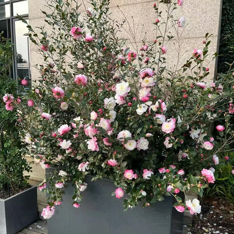 粉色伊甸园茶梅盆栽四季常青耐寒茶花蔷薇花夹竹桃苗