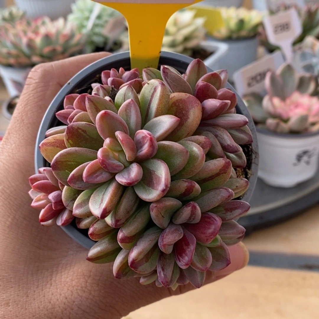 0042紫薰哈哈哈哈哈哈哈