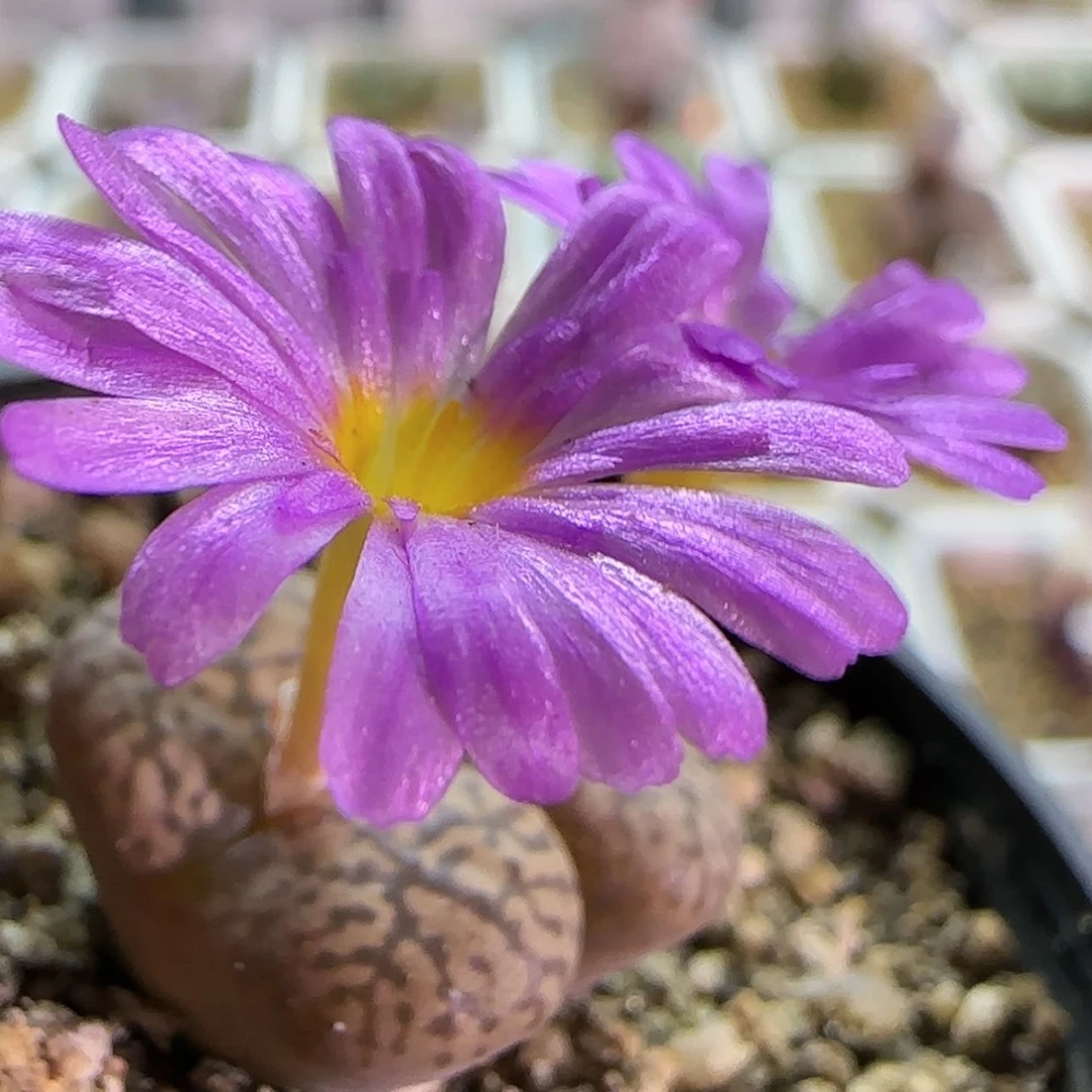 【闪购商品】18192绝美粉花勋章