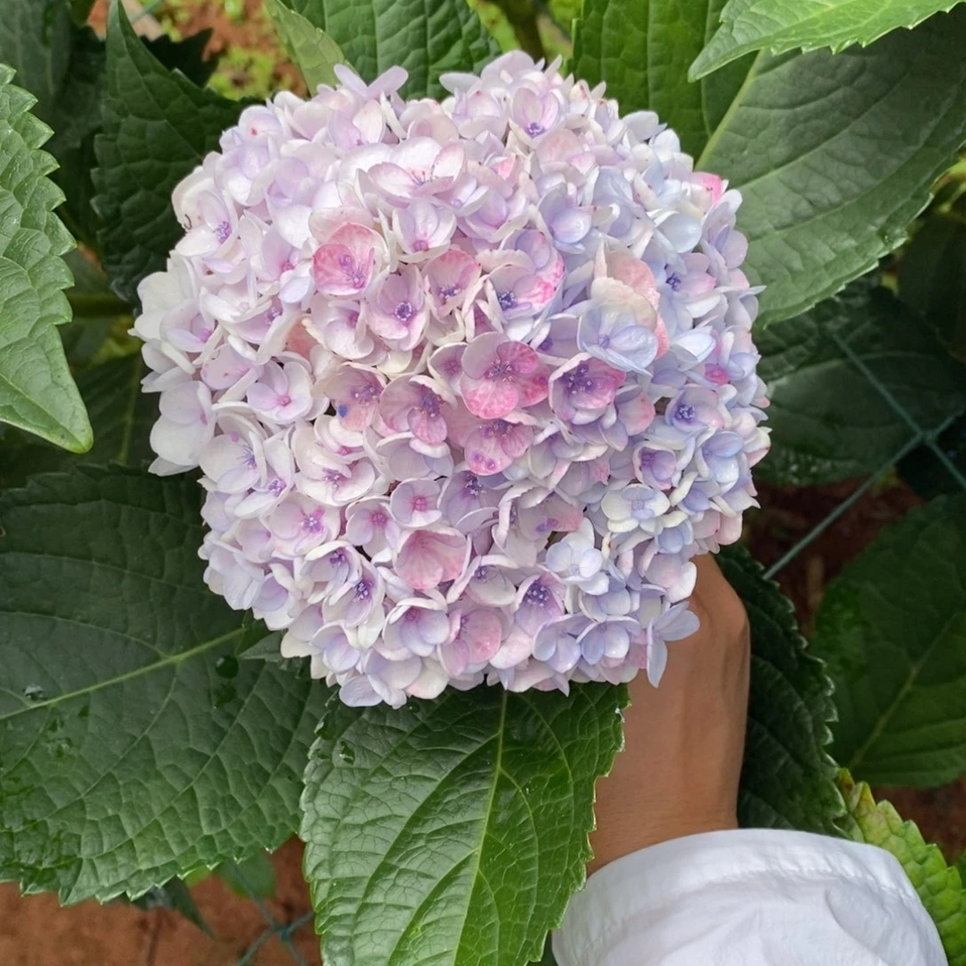 141号绣球/有色差介意勿拍/3单冷链包邮/偏远补运费发德邦空运