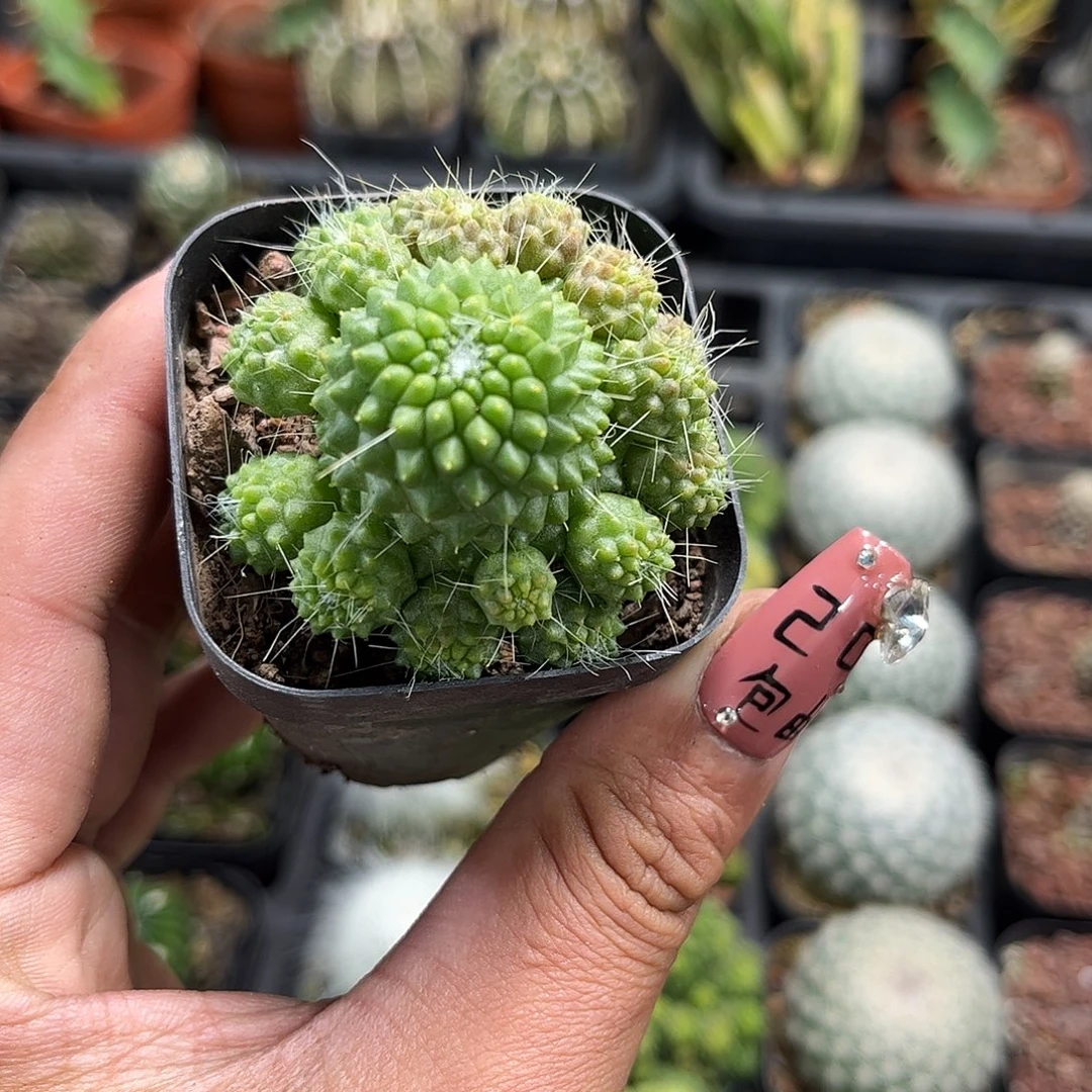 无刺白珠单头发货单头发