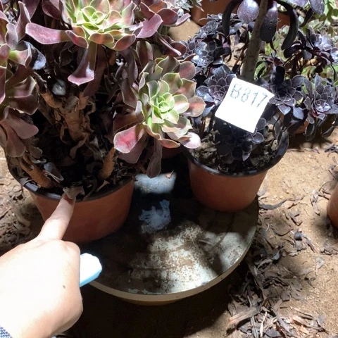 茉****817三颗法师多肉植物