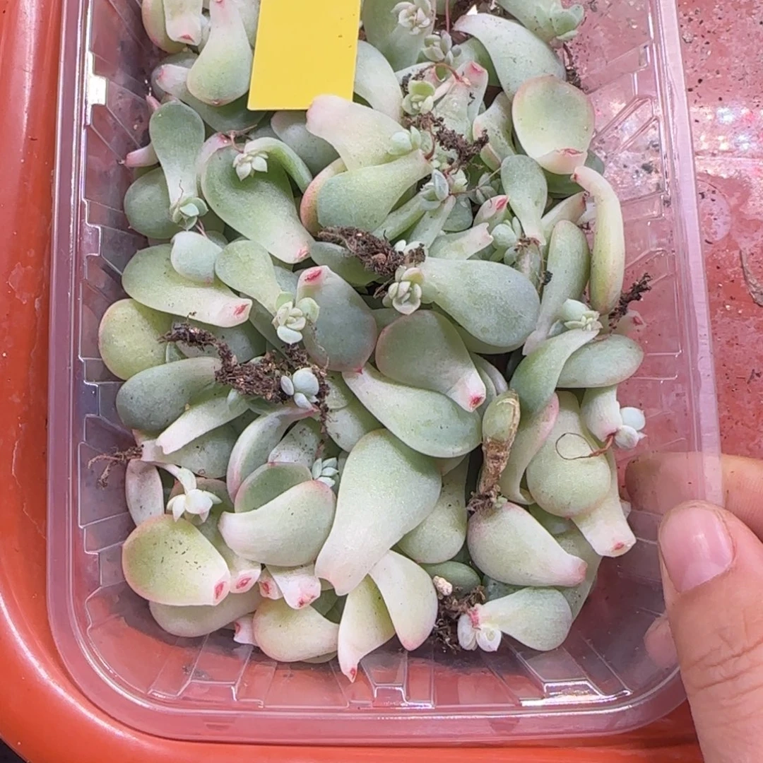 M181 芝麻穴一个满25包邮